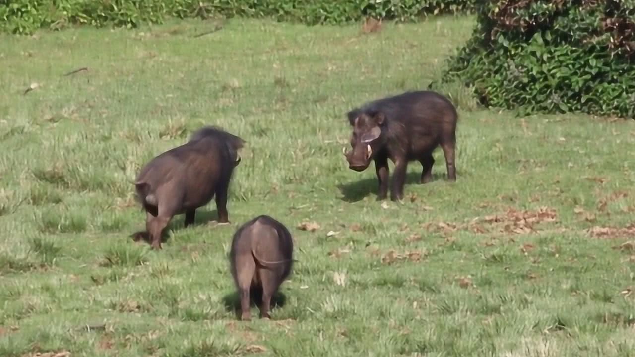 世界上最奇特的野猪,蓝血野猪的脂肪全都是蓝